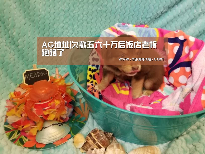 AG地址|欠款五六十万后饭店老板跑路了(图3) AG真人